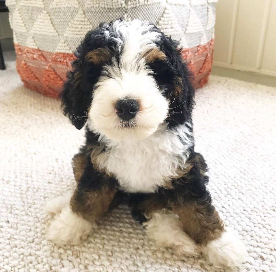 Mini Goldendoodle puppies for sale