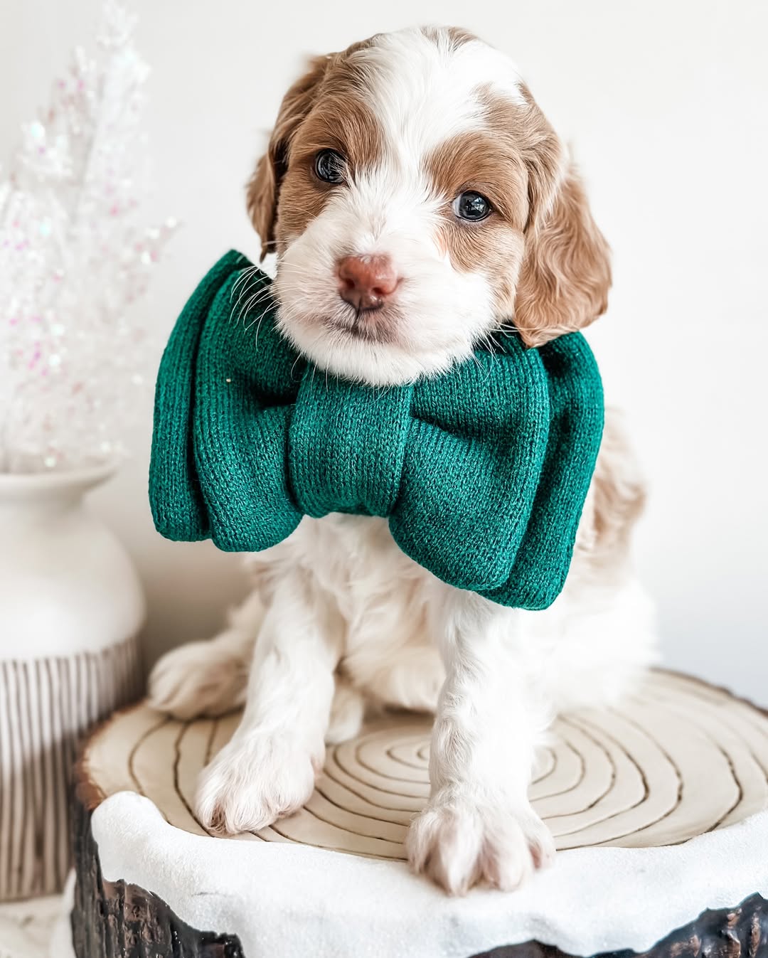 Mini Goldendoodle Puppies For Sale