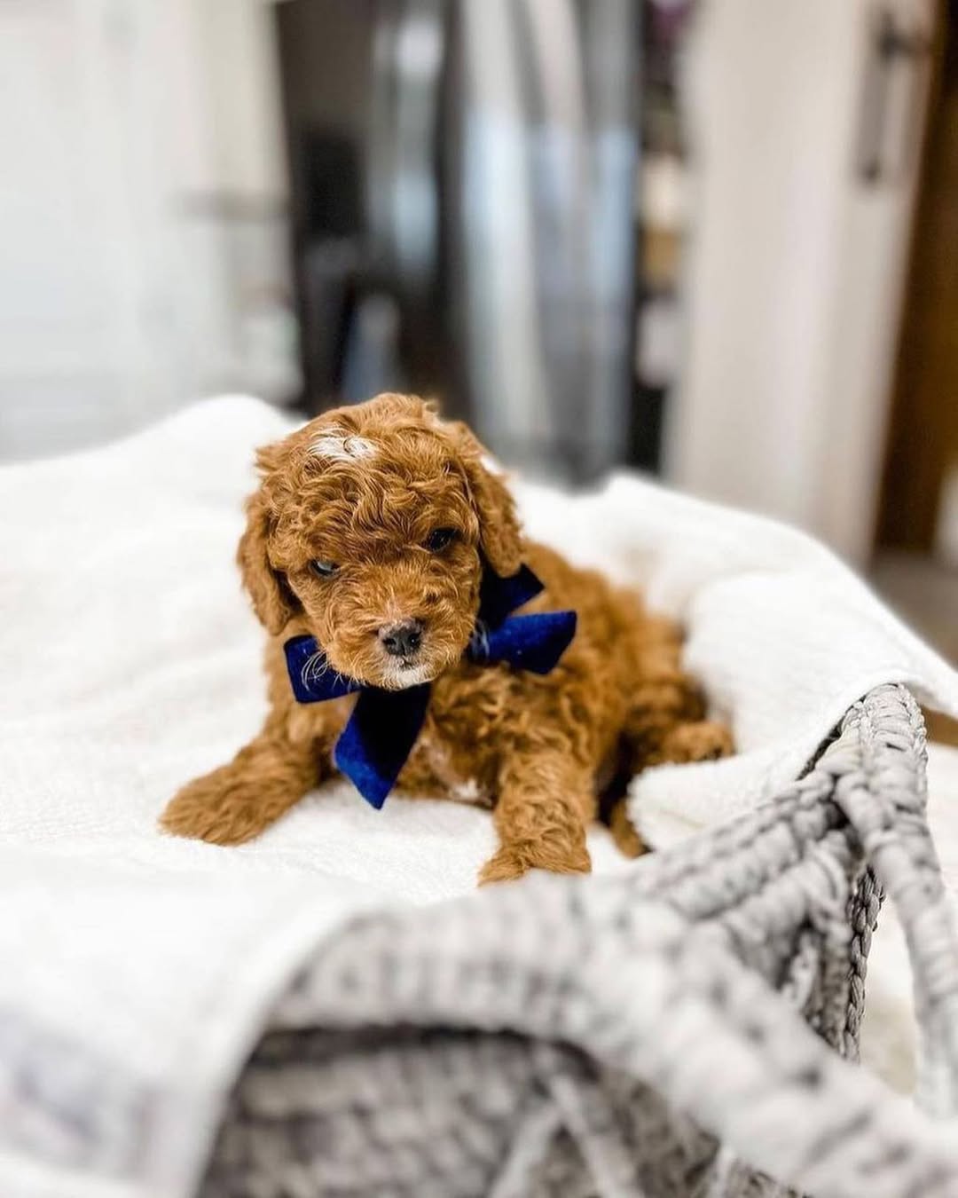 Mini Goldendoodle puppies for sale