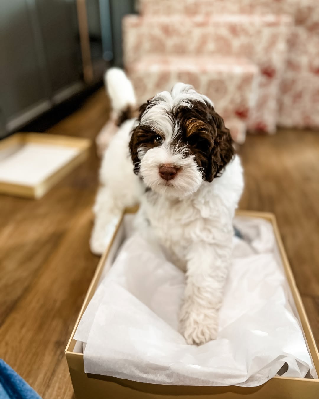 Mini Goldendoodle puppies for sale