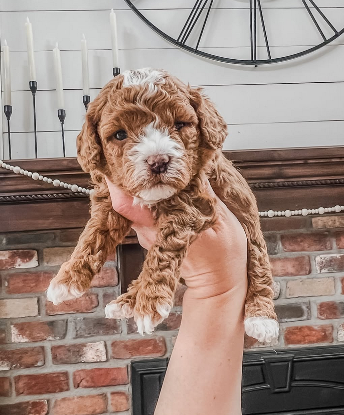 F1bb Mini Goldendoodle Puppies in California