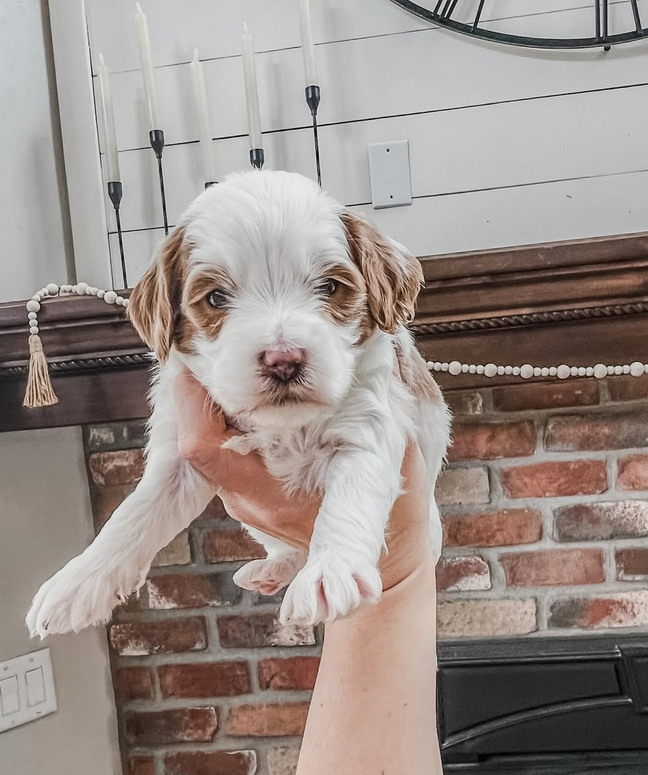 F1bb Mini Goldendoodle Puppies in California
