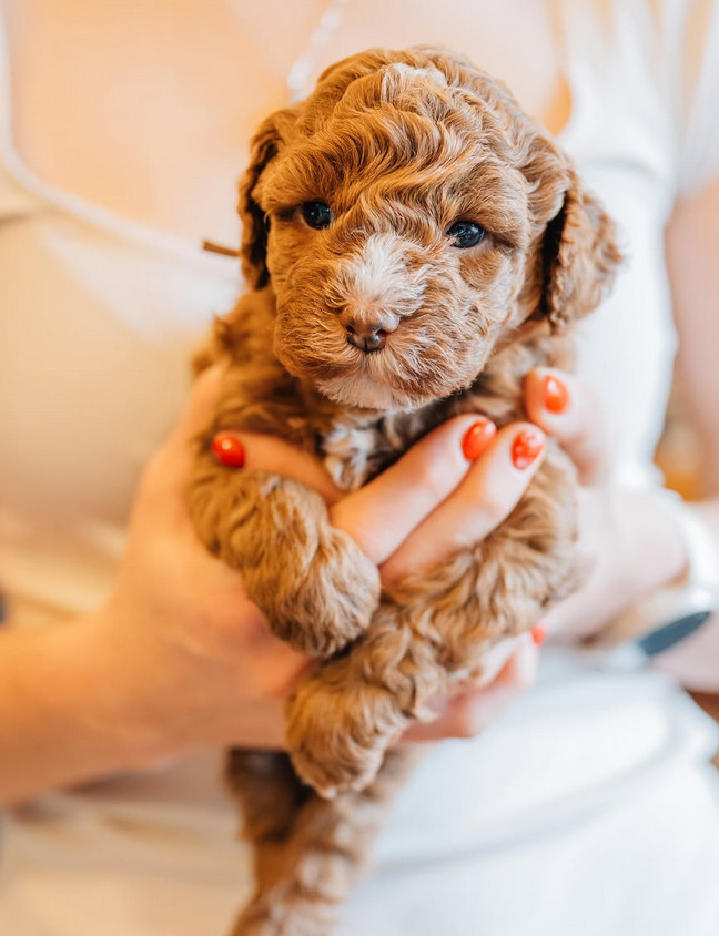 F1bb Mini Goldendoodle Puppies in California