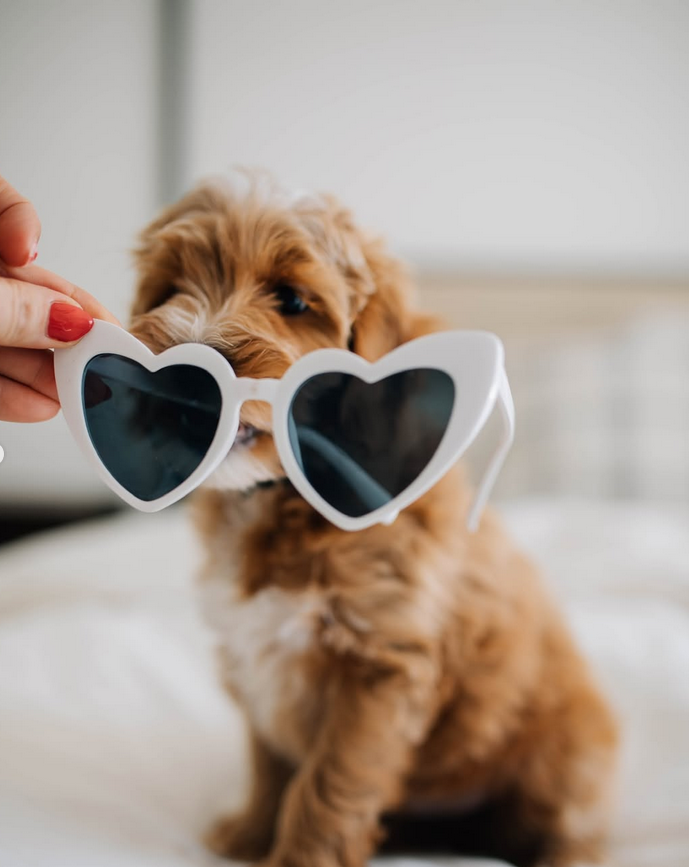 F1bb Mini Goldendoodle Puppies in California