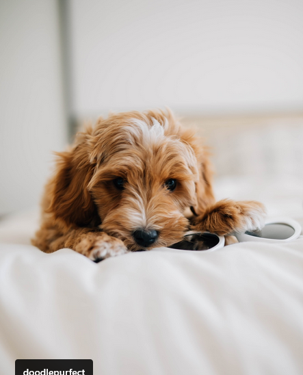 Mini Goldendoodle Puppies For Sale
