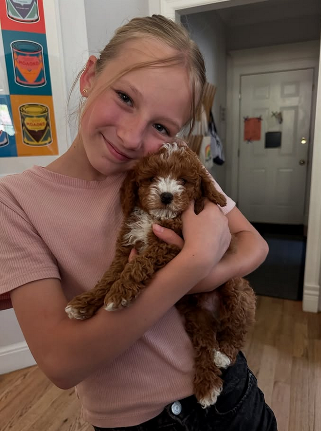 Goldendoodle pupies for sale