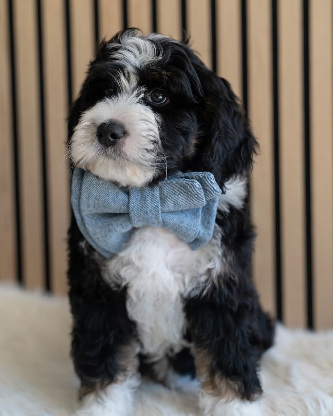 Mini Goldendoodle puppies for sale