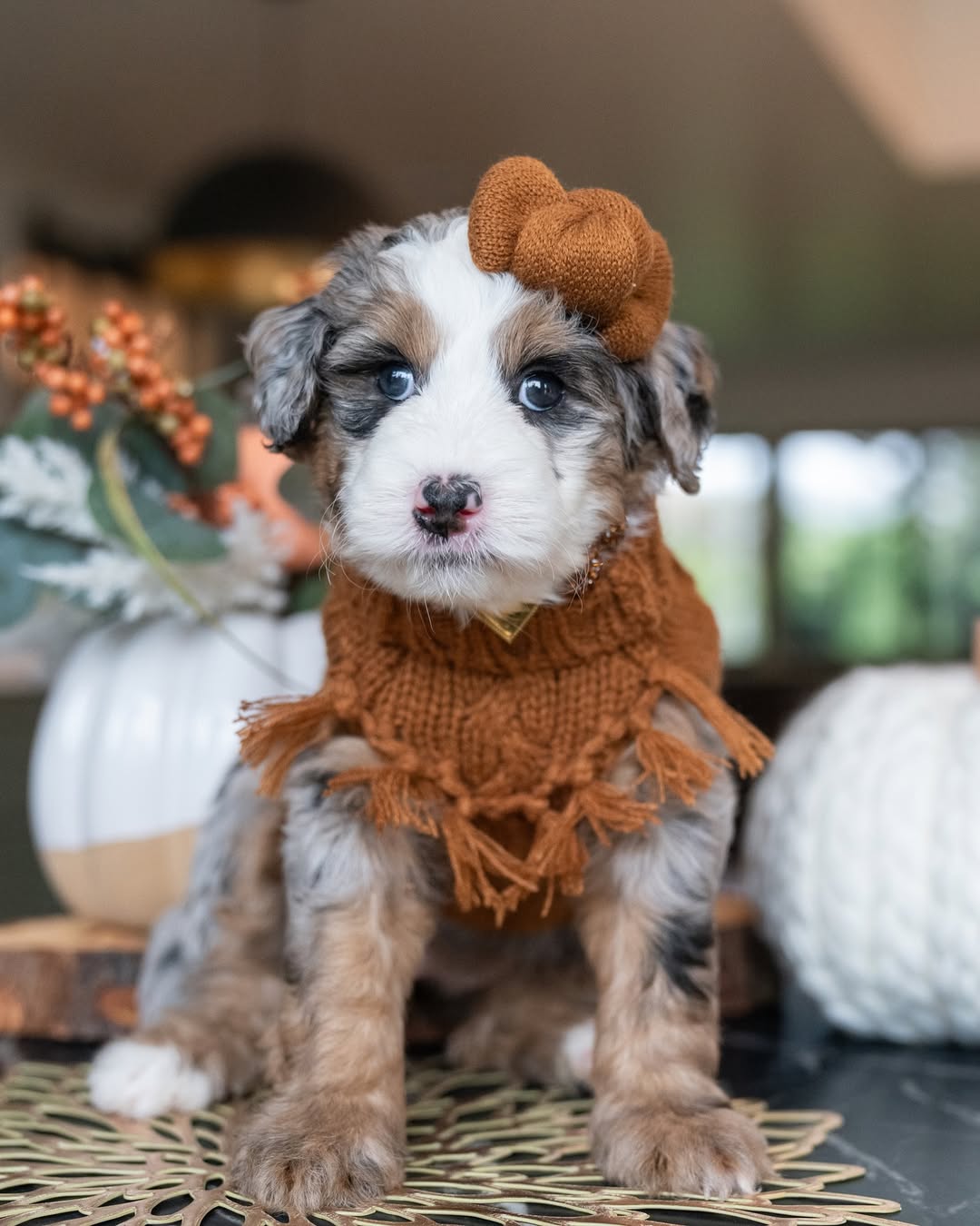Mini Goldendoodle puppies for sale